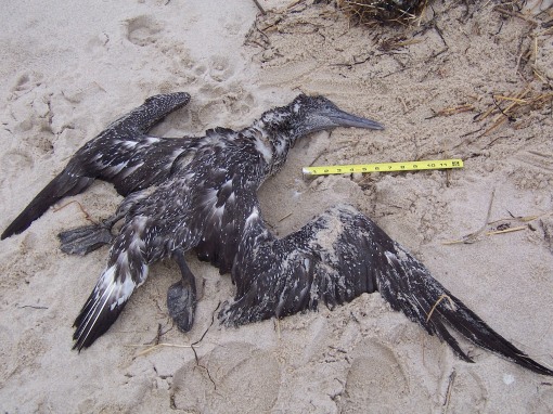 A 1-2 year old Northern Gannet, also found by Bud Johnson and Brian Carroll, this one on November 27.