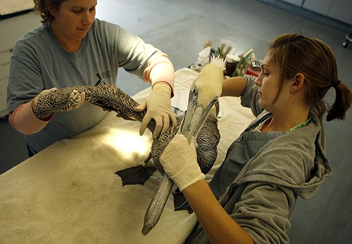 Wildlife rehabilitators examine a sick pelican at their facility in San Pedro, CA. (photo courtesy of the LA Times).