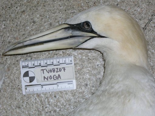 Northern Gannet presented to SEANET for necropsy