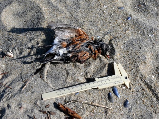 Bird B) Found by Jerry Golub of New Jersey this month.