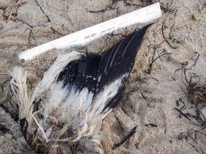 Jenette Kerr of Cape Cod (WB_36) routinely finds only wings, like this one from a male Common Eider