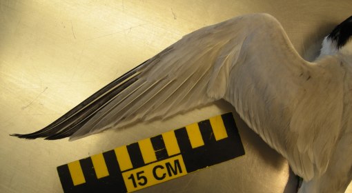 breeding Roseate Tern. Wing Chord: 22.6cm