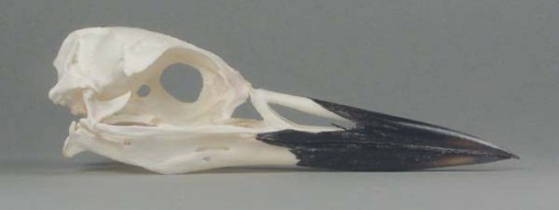 Common Loon skull; note the presence of nostrils in the bill