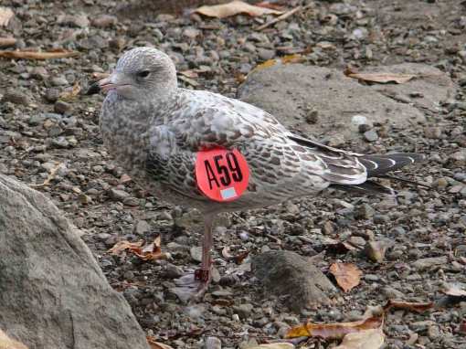 Hard to miss: large format wing tag on a juvenile gull.