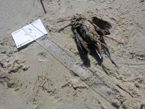 Bird B: Found by Diana Gaumond on Cape Cod this week.