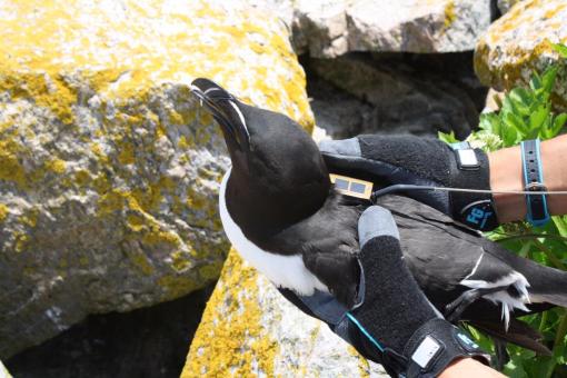 A Razorbill fitted with a solar powered satellite tag!