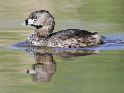 Pied-billed Grebe. Don't rule it out; the black band is absent in non-breeding adults. (Photo: Factumquintus via wikimedia commons)